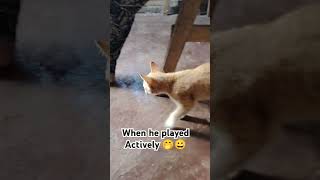 Actively football player😁 subscribe everyoneeverywhere catlover [upl. by Ennail]