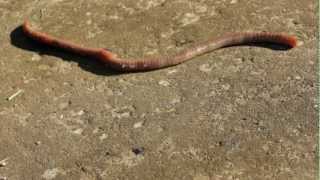 Lumbricus terrestris earthworm  Free HD stock footage [upl. by Ahsitnauq]