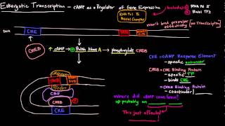 Eukaryotic Transcription Part 2 of 2  cAMP as a Regulator of Gene Expression [upl. by Orag629]