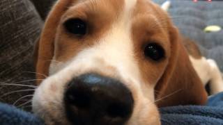 Beagle puppy licks camera lens makes cutest noise [upl. by Ezra]