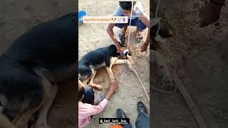 Gastritis Treatment Dog🐕🐶🧑‍⚕️🏥dog treatment subscribe shortvideo [upl. by Sunil424]