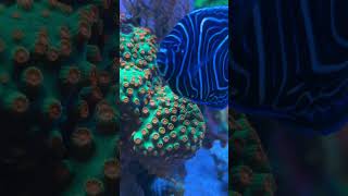 WWC Jingle bells cyphastrea coral 🪸 [upl. by Oneil806]