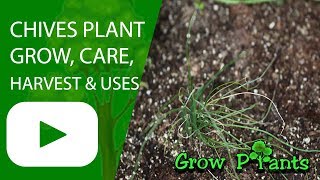 Chives plant growing care harvest amp uses [upl. by Vanhomrigh]