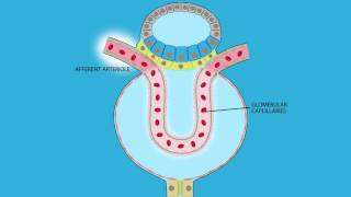 Glomerular Filtration Role of Afferent and Efferent Resistance on GFR [upl. by Aizan]