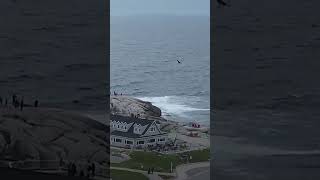 Whale pops out of water near Peggys Cove [upl. by Jessi]