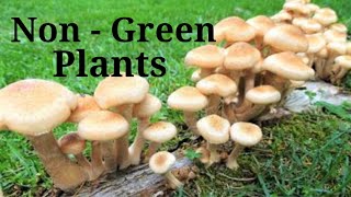 non green plantsnon green plants examples parasitic plants kya hote hainmushroom plant toadstool [upl. by Holleran]