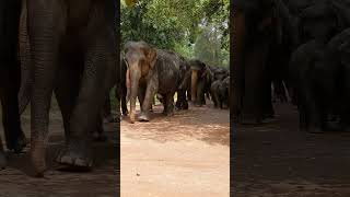 Pinnawala Elephant Orphanagepinnawala elephant srilanka [upl. by Eimilb]