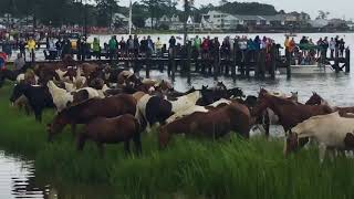 2018 Pony Swim  The Ponies Swimming Across the Assateague Channel  July 25 2018 [upl. by Mintz]