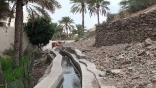 Birkat al Mawz Oman  سلطنة عمان [upl. by Halie]