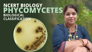 Phycomycetes  Biological Classification  Class 11  NEET [upl. by Edroi367]