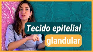 TECIDO EPITELIAL glandular  Histologia [upl. by Anekahs433]