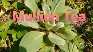 Mullein Tea for Productive Cough [upl. by Estus612]