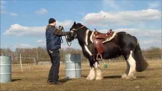 Tinker Aramis Bodenarbeit Horsemanship mit ein paar neuen Übungen [upl. by Aehta376]