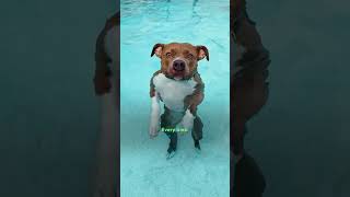 Pitties Happy Place Is Poolside With Mom  The Dodo [upl. by Darian121]