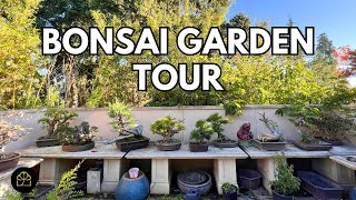 Bonsai Garden Tour My Oldest amp Best Bonsai [upl. by Ladonna]