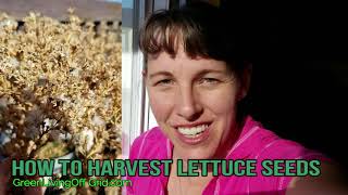 How to Harvest Lettuce Seeds [upl. by Kat808]