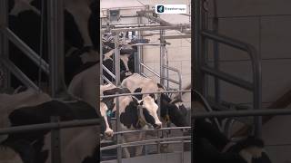 High Profit Dairy Farm Business 🐄💰 dairyfarm businessideas [upl. by Nolana]