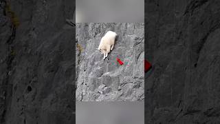 Where gravity is here facts mountain sheep🐐🐐🐑🐑 [upl. by Salguod240]