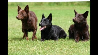 Características de los Perros de Raza de Pastoreo TvAgro por Juan Gonzalo Angel [upl. by Couchman]