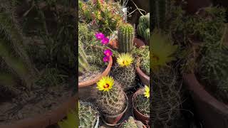 Bee techniques pollination succulent in garden so beautiful flowers plants succulent diy [upl. by Sirrep]