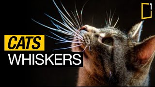 Why do cats have whiskers  Cats Uncovered [upl. by Nortyad]