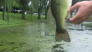 Northern Illinois topwater bass [upl. by Acenom867]