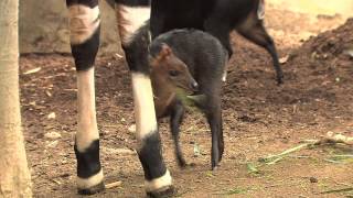 Adorable Black Duiker Born at the San Diego Zoo [upl. by Nnylrefinnej184]