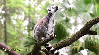 RingTailed Lemur Sounds  FHD [upl. by Ahsiym722]