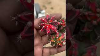 Cactus plant cer in full video t din bad [upl. by Anim]