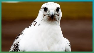 How Fast Is A Gyrfalcon  Earth Unplugged [upl. by Iznekcam]