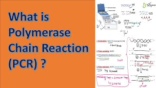 Polymerase Chain Reaction PCR [upl. by Nonnelg]