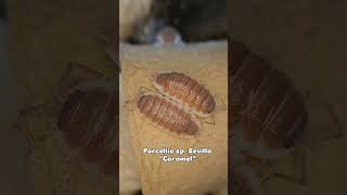 Porcellio sp Sevilla quotCaramelquot [upl. by Newcomer]