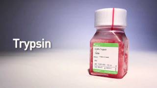 Trypsin by gibco® [upl. by Giliane]