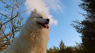 How to Train Your Samoyed for Therapy Work [upl. by Nielsen450]