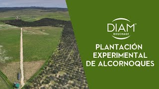 Plantación experimental de alcornoques [upl. by Supple]