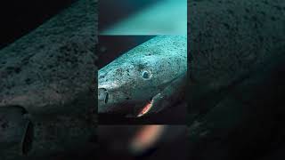 Greenland sharks are Old  REALLY Old [upl. by Royce]