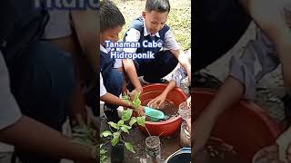 Tanaman Cabe Hidroponik Botol Plastik Bekas shorts organic garden plants hidroponik trending [upl. by Wesley615]