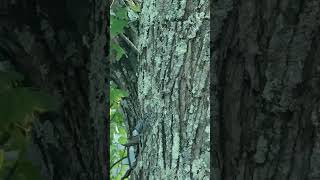 A WhiteBreasted Nuthatch Hops Down a Tree in the Hudson Valley New York [upl. by Anenahs]