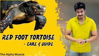 Red Foot Tortoise Intro  తెలుగులో  Complete Care and Guide [upl. by Asiralc]