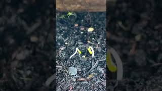 Grow AUTUMN SPINACH Like a PRO in Your Backyard Garden 🌿shorts gardeningtips 2024harvest [upl. by Kalindi]