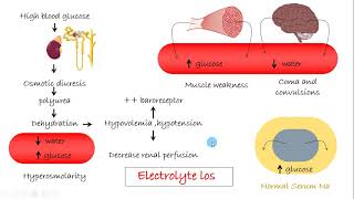 Diabetic ketoacidoisis DKA  Hyperglycemic hyperosmolar state HHS in Arabic [upl. by Kawasaki577]