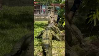 Dundee the Giant Saltwater Crocodile gatorland crocodile giantcroc [upl. by Sikata499]