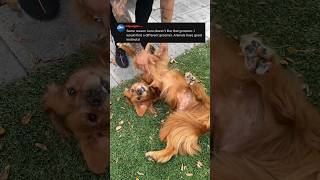 Dog HATES her groomer goldenretriever doggrooming tutorial doglover [upl. by Olvan]