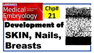 Langman Chapter21  Development of Integumentary System  Embryology  Dr Asif Lectures [upl. by Lyrrehs]