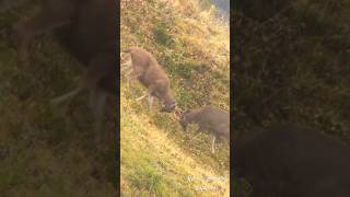 Sitka Blacktail Deer Fighting [upl. by Nylarad]