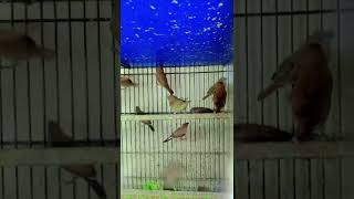 Najeebkhan entertainment sapiro birds birdsentertainment parrot parrotentertainment [upl. by Eiramit261]