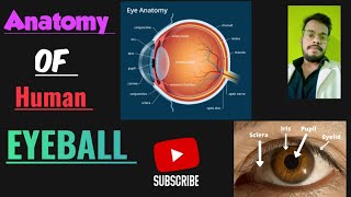 anatomy of the eyeball  Human eye anatomy Structure  Parts  Functions  Rods amp Cones [upl. by Gipsy]