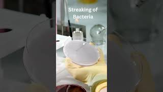 Streaking of Bacteria on Agar Plates [upl. by Sussna]