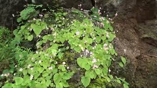 Begonia picta Sm from Satpuda range of Khandesh region [upl. by Gorlicki883]