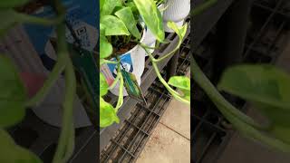 Lemon Meringue Pothos at Walmart Costa Farms Trending Tropicals [upl. by Okwu]